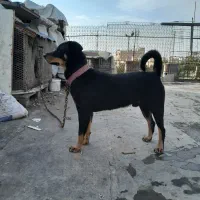 سگ روت ولیر