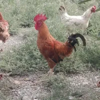 خروس محلی درشت