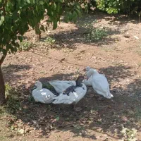 غاز ماده