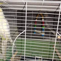 عروس هلندی‌سخنگو|پرنده|قم, شهر قائم|دیوار