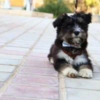 سگ آپارتمانی 4ماهه