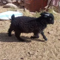 فروش بزغاله نر