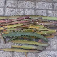 قلمه گل کاکتوس