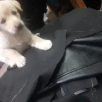 سگ سراب واگذاری|سگ|بهارستان, |دیوار