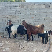 فروش ۲ راس بز دو قلو زا ۴ راس کهره در فیروزاباد