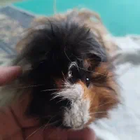 خوکچه هندی بسیار زیبا