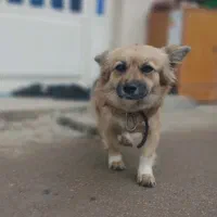 سگ بازیگوش|سگ|تهران, الهیه|دیوار