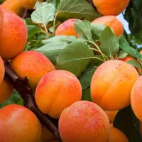 فروش انواع نهال بادام،گردو|خدمات باغبانی و درختکاری|قم, چهل درخت‎|دیوار