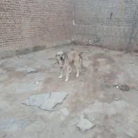 سگ ماده ۳ساله
