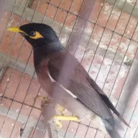 فروش مرغ مینا سخنگو