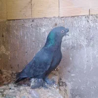 کبوتر ترکیه سیاه|پرنده|مرند, |دیوار