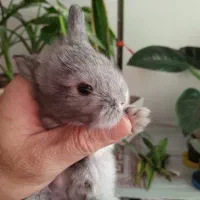 زیبا ترین نژاد بچه خرگوش نژاد ترکیبی لاین هد و لوپ|موش و خرگوش|چالوس, |دیوار