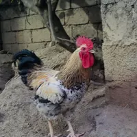 خروس محلی