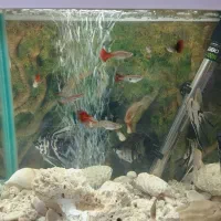 ماهی گوپی و تعدادی آنجل