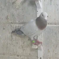 کبوتر سالم سار هفترنگ سار دمسفید نواری کلاغ بزک