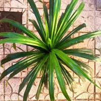 پاندانوس بزرگ|گل و گیاه طبیعی|نیشابور, شهرک رسولی|دیوار