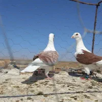 کفتر پرشی