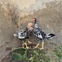 جوجه لاری چیل دنگ بالا