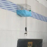 قناری نر ابلغ