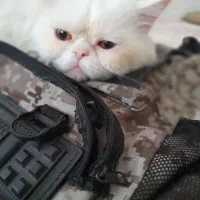 پرشین اصیل