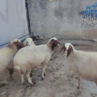 میش یا گوسفند  آبستن|حیوانات مزرعه|سیوان, |دیوار