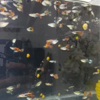 آکواریوم ماهی گوپی مولد و بچه ماهی|ماهی|هشتگرد, شهرک ریحانه|دیوار