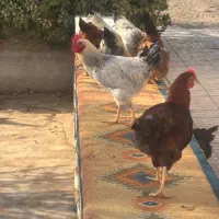 خروس محلی|حیوانات مزرعه|محمدشهر, ولدآباد|دیوار