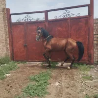 اسب نریان|اسب و تجهیزات اسب‌سواری|سلماس, |دیوار