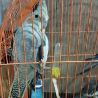 چهار جفت عروس هلندی باهوش