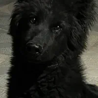 سگ ژرمن بلک