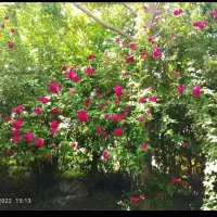۱۰۰۰متر باغ جاده چشمه گیلاس آب گاز برق