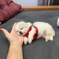 فقط ۵ تو.من تا پایان امشب