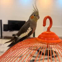 عروس هلندی ماده