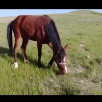 اسب مادیان سواری نشده ۱۸ ماهه