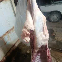 گوشت بره قصابی جلوی مشتری|حیوانات مزرعه|اهواز, منبع اب|دیوار