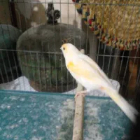 قناری نرو ماده|پرنده|رشت, دیانتی|دیوار