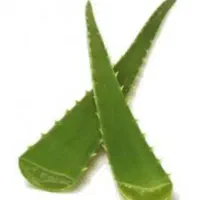 برگ آلوئه ورا