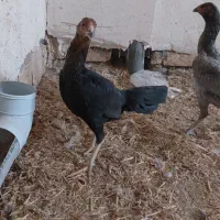 مرغ لاری|حیوانات مزرعه|پیشوا, |دیوار