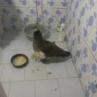 پرنده فروشی طاووس