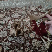 چوب آبنوس دوعدد و ۱۵ کیلو شن مخصوص اکواریوم