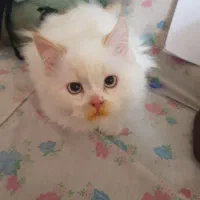 گربه ملوس|گربه|زابل, |دیوار