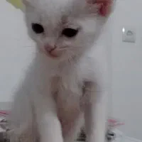 گربه پرشین نر|گربه|شاهرود, |دیوار