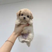 مالی پودی سگ توله