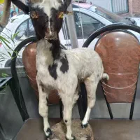 دکوری بز|مجسمه، تندیس، ماکت|ری, سیزده آبان|دیوار