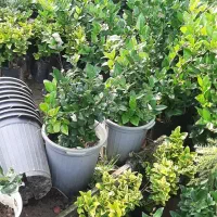 گل یاس|گل و گیاه طبیعی|کلاچای, |دیوار