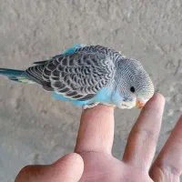 جوجه مرغ عشق خورموج