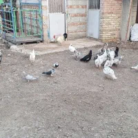 مرغ گلین لری اصل طبیعی|حیوانات مزرعه|پارسآباد, |دیوار