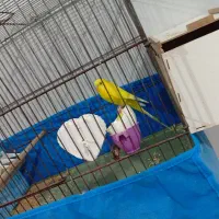 یک جفت مرغ عشق با دوعدد جوجه