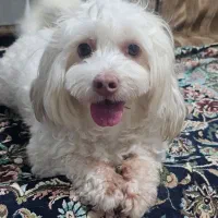 سگ گمشده 1403