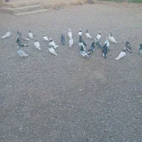 کفتر|پرنده|باخزر, |دیوار